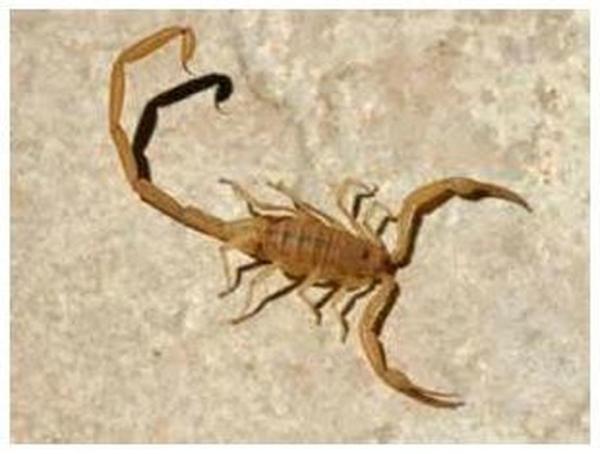 Global Pest Services