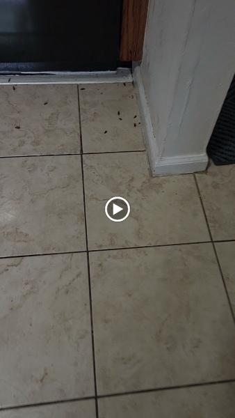 Proactive Pest Control LLC