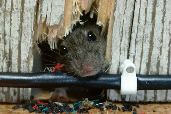 Proactive Pest Control LLC