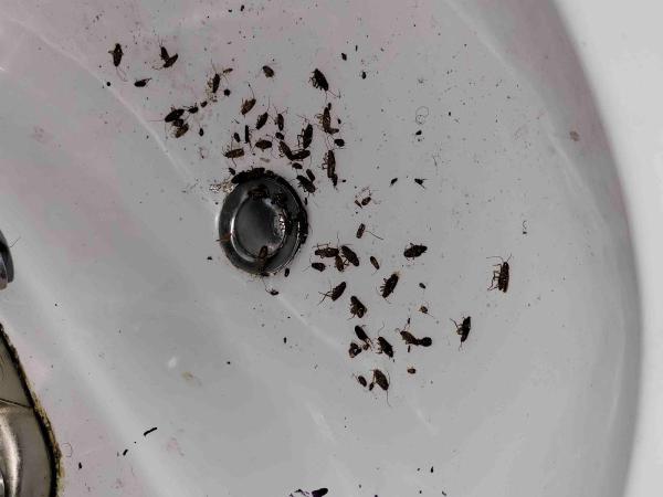 AG Pest Control