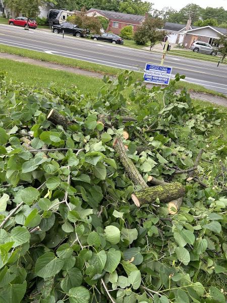 Titanium Tree Cutting