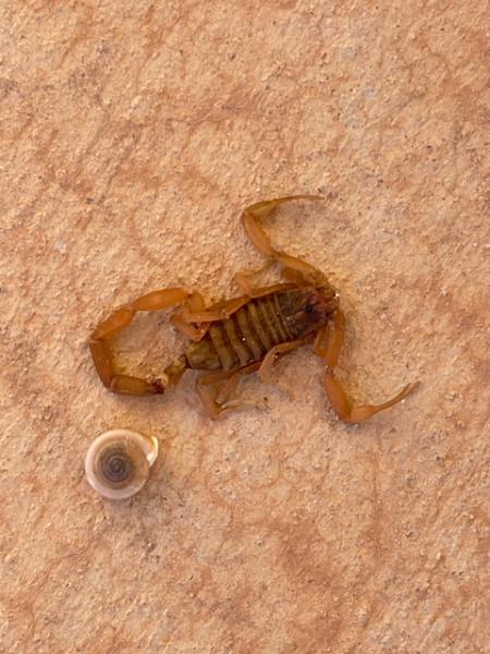 Reliable Pest Control Solutions