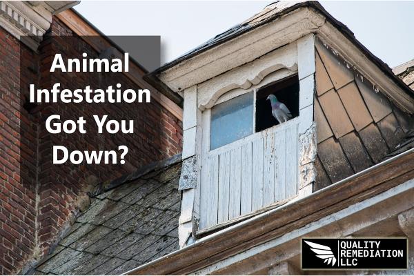 Quality Mold Remediation