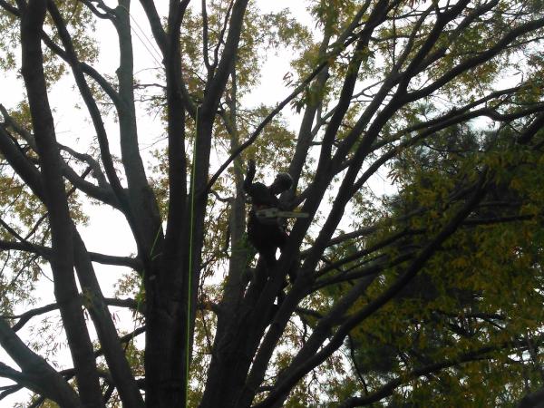 Arbor Care Tree Experts