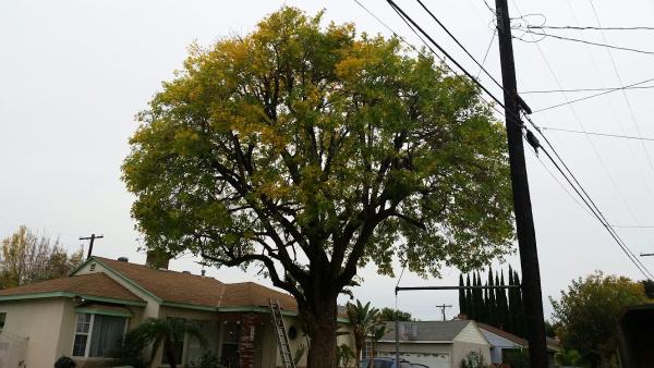 Pineda's Tree Care Inc