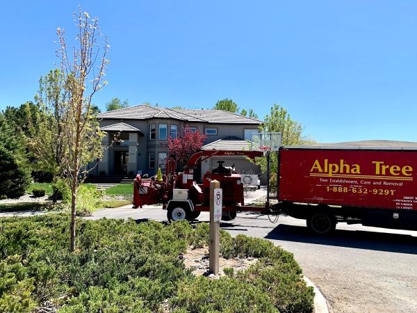 Alpha Tree