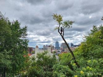 Madison Tree Care & Landscaping