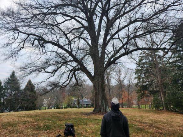 Madison Tree Care & Landscaping