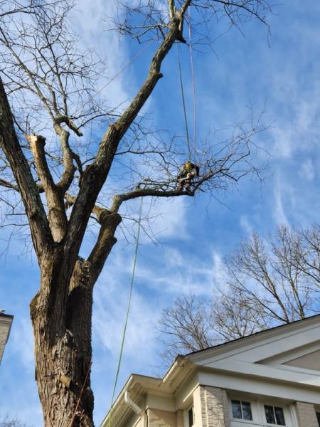 Madison Tree Care & Landscaping