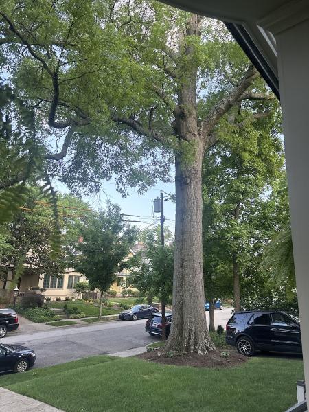 Madison Tree Care & Landscaping