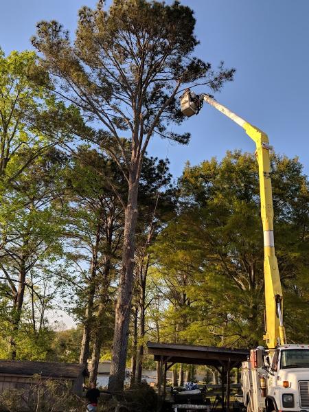 Axpert Tree & Stump Service.