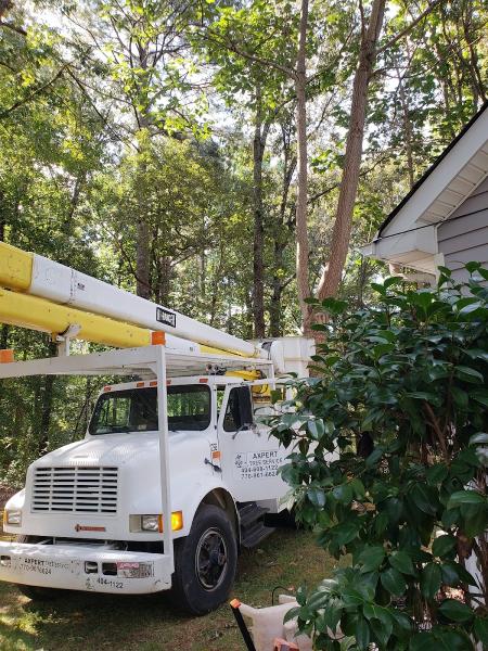 Axpert Tree Services