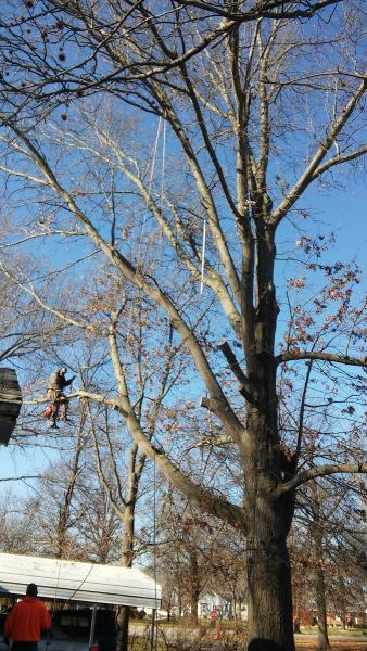 Calton's Tree Service