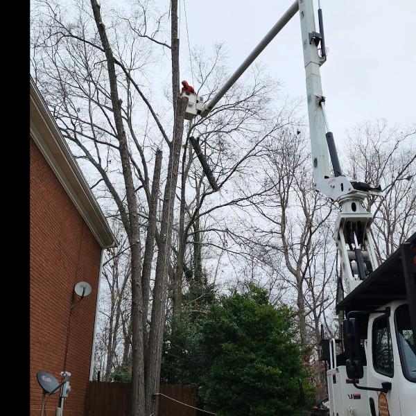 Mullinax Tree Service