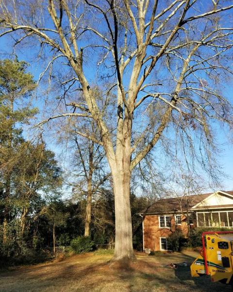 Mullinax Tree Service