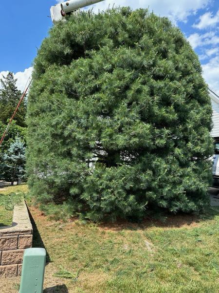 Ultimate Tree Service
