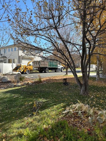 Diamond Tree Experts