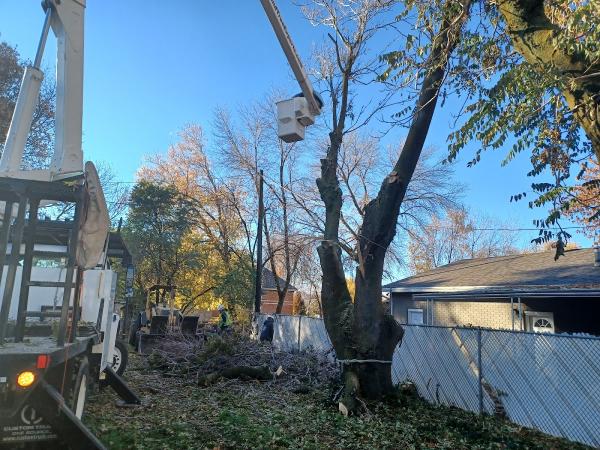 Diamond Tree Experts