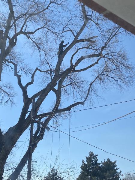 Diamond Tree Experts