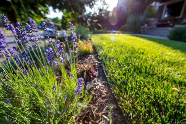 Silver Sage Xeriscape & Design