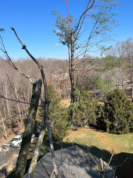 Garcia's Tree Services LLC