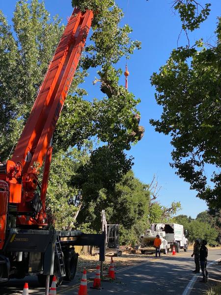 Acampo Tree Service