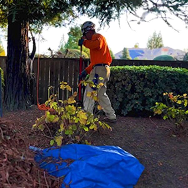 Acampo Tree Service