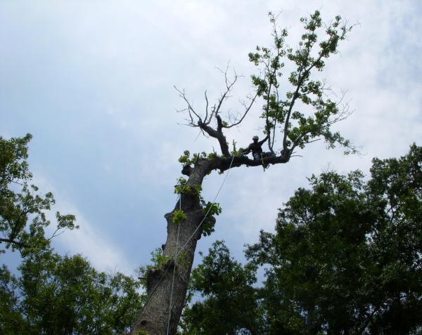 Palmetto Tree Service
