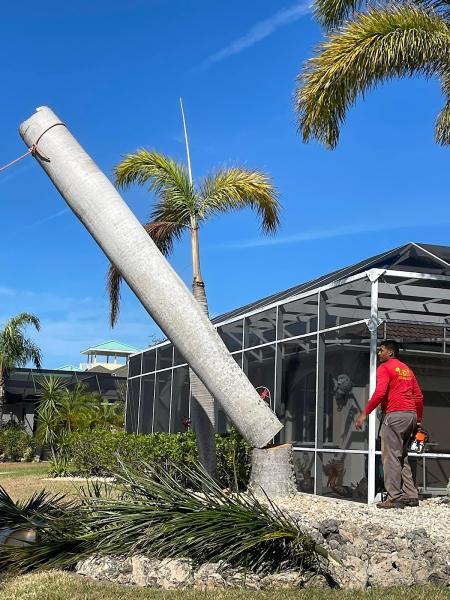 MSF Tree & Landscaping