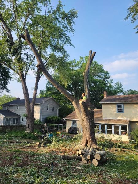 East Cumberland Tree Co.