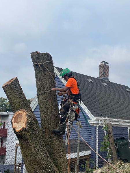 J's Crew Tree Services