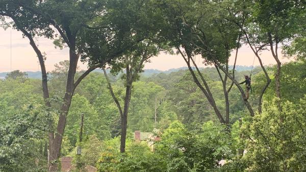 Alabama Urban Forestry