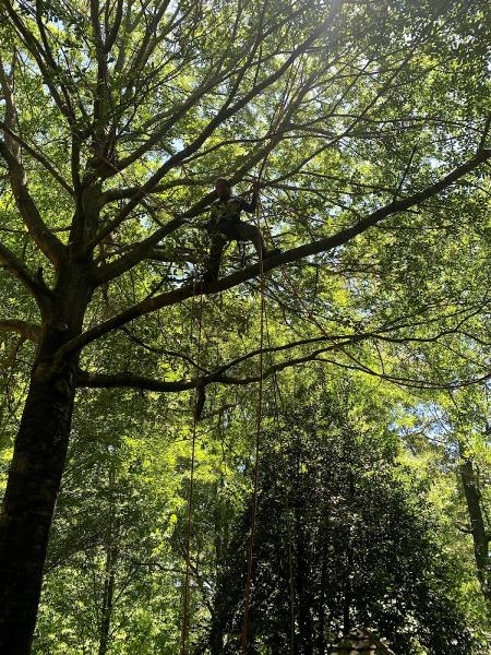 Alabama Urban Forestry