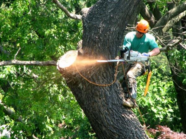 Simmons Tree Care
