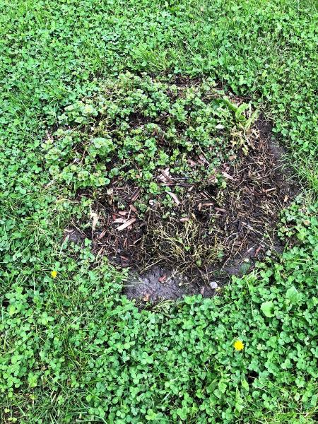 Brammer Tree Service