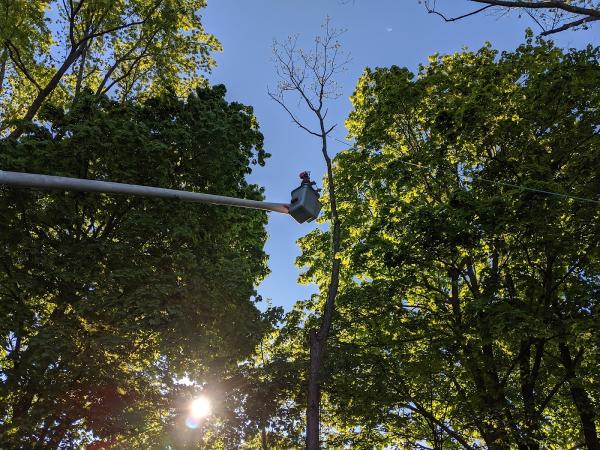 Nardone Tree Service