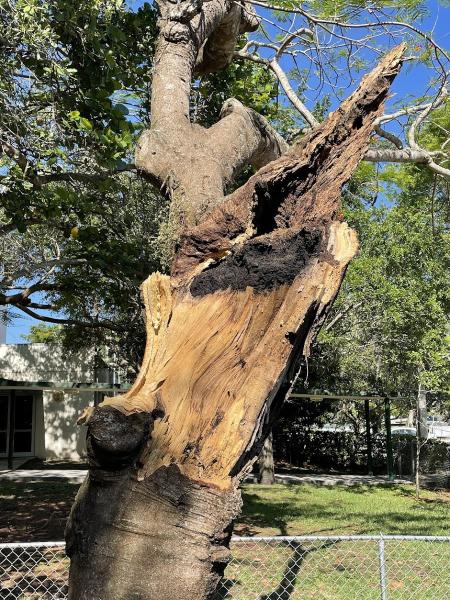Excel Tree Service