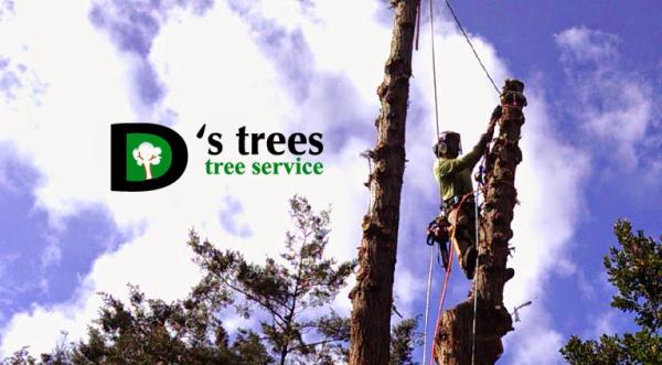 D'S Trees
