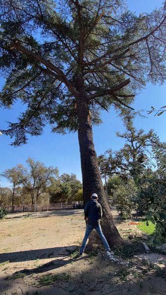 KD Tree Service Tree Trimming Tree Cutting Tree Services