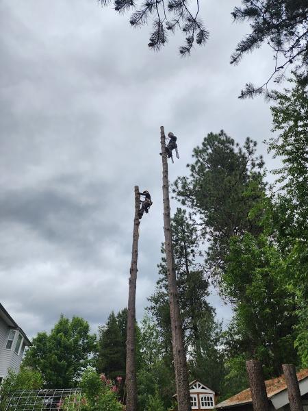Craft Tree Care