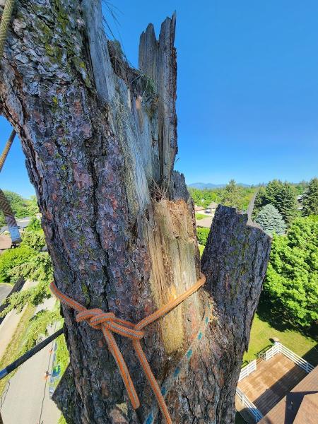 Craft Tree Care