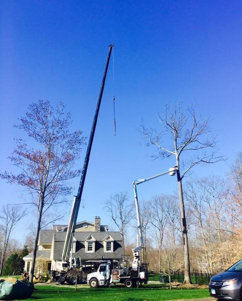 The Tree Company