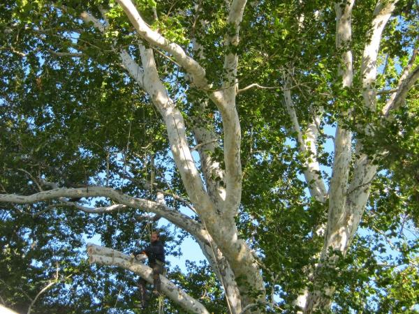 Simply Tree Care