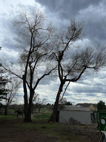 Bullard Tree and Garden