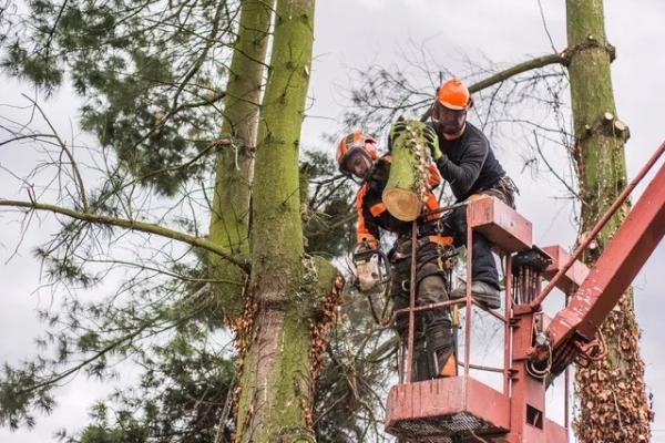 Eastern Tree & Construction LLC