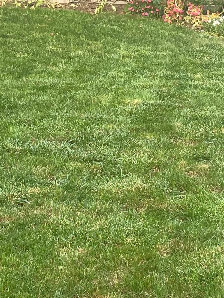 Highest Quality Lawn & Pest Inc.