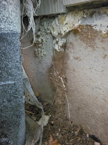 Point Blank Pest Solutions