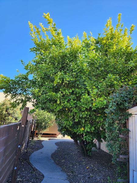Urban Forestry