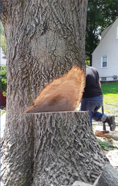 Branch Tops Tree Removal and Trimming