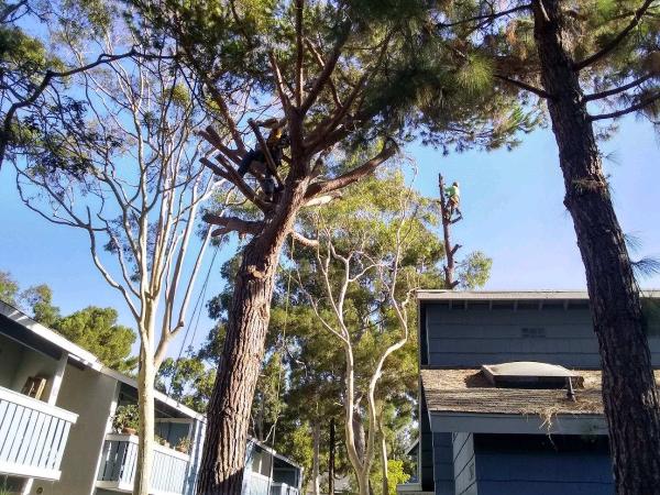 Continental Tree and Land Care